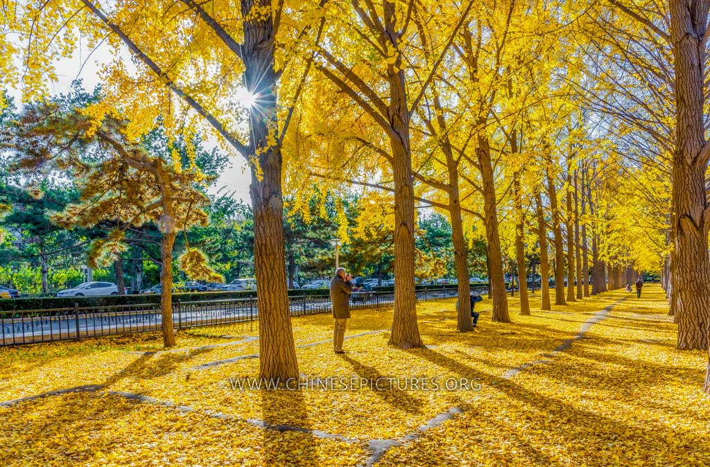 Beijing Autumn Nov 2019